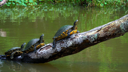 Turtles in the swamps of Louisiana