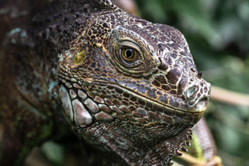 Iguana