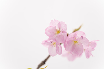 Fototapeta na wymiar 写真素材: 苔玉の桜