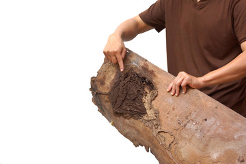 Hand of a carpenter pointing at a wood plank destroyed by termites isolated on white