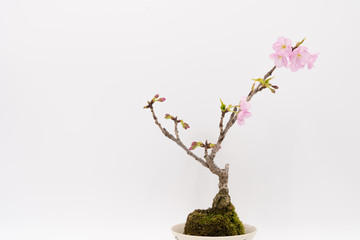 写真素材: 苔玉の桜