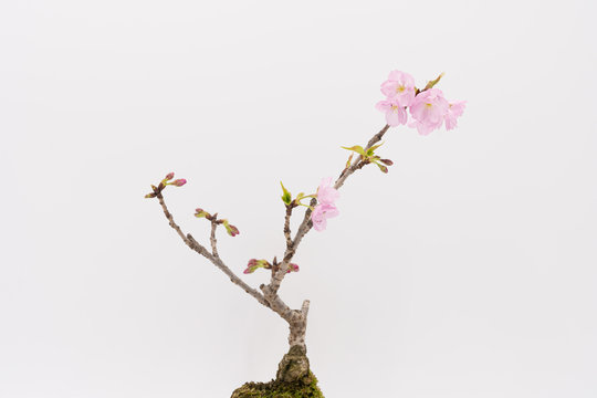 苔玉 Images Browse 311 Stock Photos Vectors And Video Adobe Stock