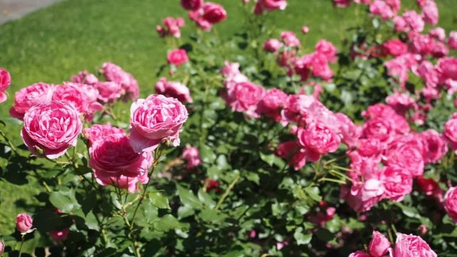 Bunch of beautiful blooming flowers of pink rose ("JITŘENKA" - BÖHM 1933) in botanical garden in HD VIDEO. Illuminated by sunlight. Close-up.