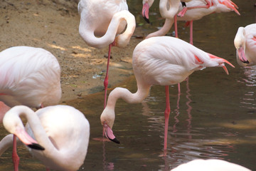 A flock of flamincos in the water