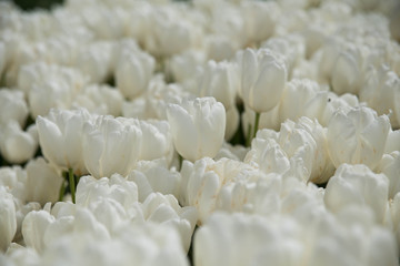 Tulipanes blancos sacados en un parque de Estambul