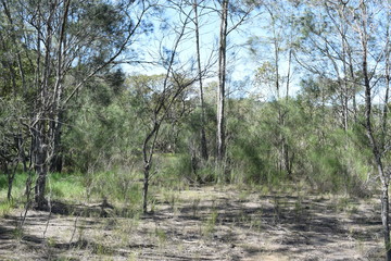 natura australiana 