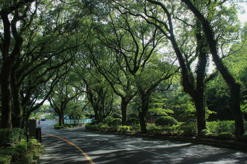 Fototapeta na wymiar landscape of trees in the park kagoshima japan shining sun through the branchs