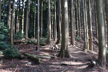 竜ヶ岳　日本　景色　登山