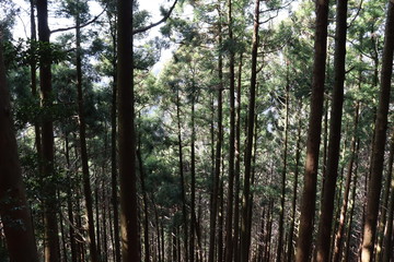 竜ヶ岳　日本　景色　登山