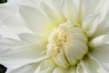 Japanese Dahlia