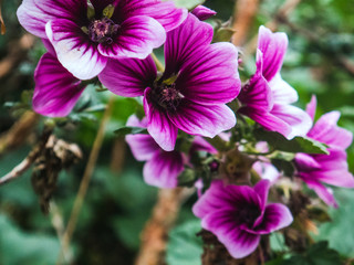 Exotic beautiful wet flowers