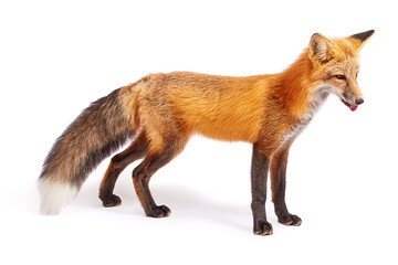 Fototapeta premium lis na białym tle