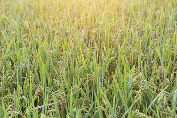 Lush green rice fields of the countryside