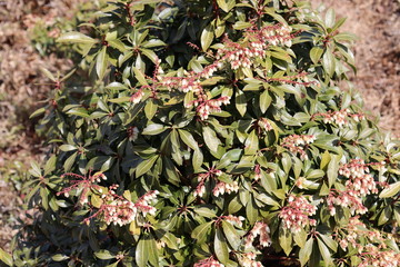 竜ヶ岳　日本　景色　山