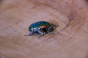 rose beetle on wooden background