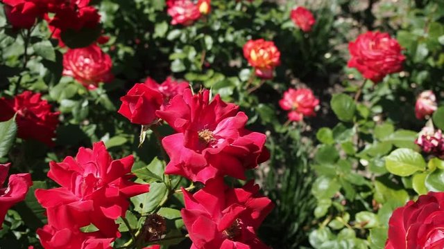 Bunch of beautiful blooming flowers of red rose (Floribunda "UNCLE WALTER" - McGREDY 1963) in botanical garden in HD VIDEO. Illuminated by sunlight. Close-up.
