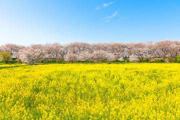 権現堂堤　満開の桜