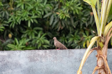 bird on a wall