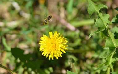 yellow dandelion with flying brown bee in nature