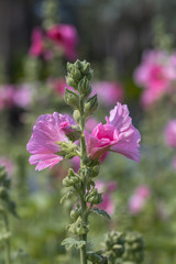 Pink Hollyhocks  flower in the garden.(Alcea rosea )Beautiful blooming pink flowers in green background.