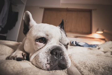 Beautiful white french bulldog resting in bed