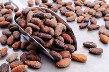 Roasted cocoa beans