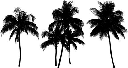 Fototapeta na wymiar Coconut palm tree silhouette isolated on white