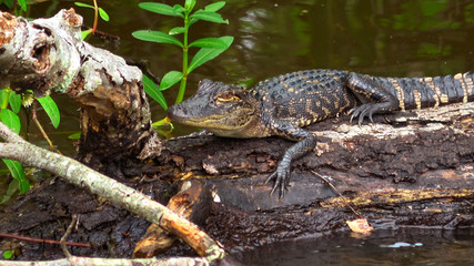 Baby alligator in the swamp of Louisiana