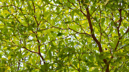 Fototapeta premium Light green leaves and branches Images for backgrounds