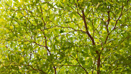 Light green leaves and branches Images for backgrounds