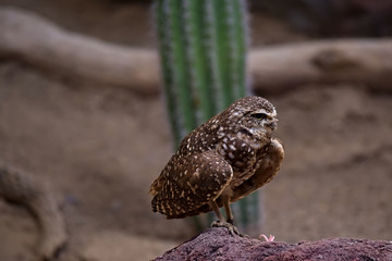 Brown screech owl on log in front of green out of focus cactus in background desert habitat scene.