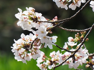 桜