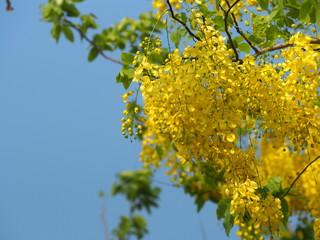 yellow color flowers Cassia fistula, Golden Shower Tree, Ratchaphruek full blooming beautiful in garden blurred of nature background