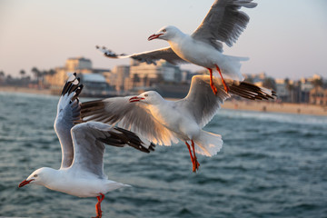 Seagulls flying