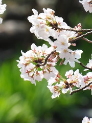 桜