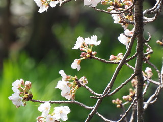 桜