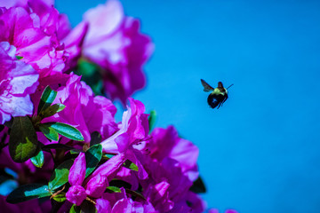 Obraz na płótnie Canvas Bee on flower