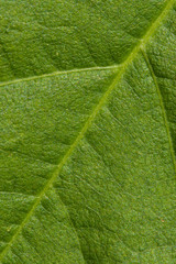 macro of leaf