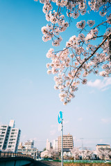 桜のほうき星