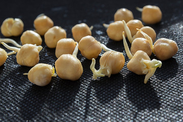 Sprouted chickpeas scattered on a black background