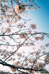 街にある日常の桜