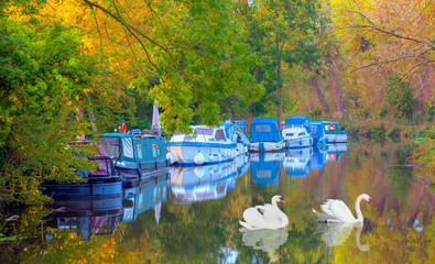 Two swans floating on the water - Amazing landscape with river Stort in Sawbridgeworth - London, UK