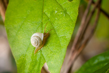Small snail moving up on green leaf.