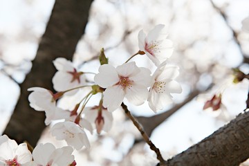 한국 인천시 남동구 인천대공원 입니다
