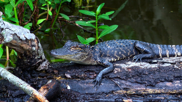 Baby alligator in the swamp of Louisiana