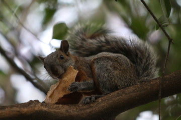Ardilla comiendo una tortilla