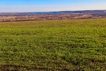 Field of young green wheat at spring