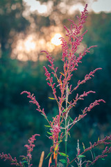 plant with small pink flowers on a green background close-up blurred bokeh background