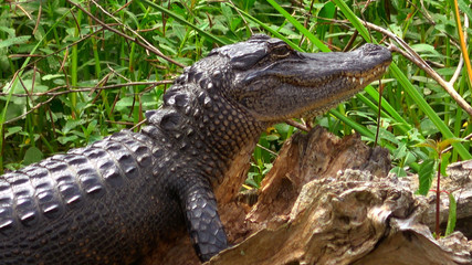 Wild alligator in the swamp of Louisiana