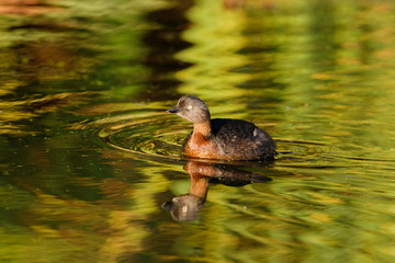 Dabchick - Endemic New Zealand Grebe